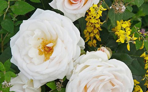 格尔芬·艾尔克·祖兰扎乌