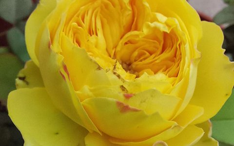 月季卡特琳娜和金丝雀的区别