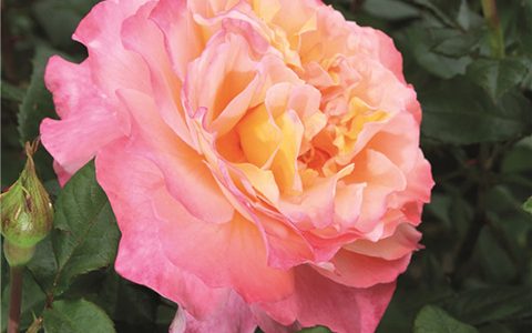 奥古斯塔路易斯