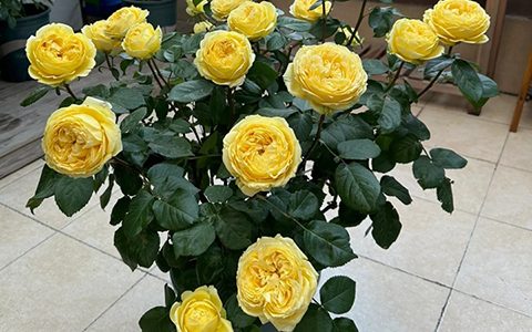 卡特琳娜月季花的种植方法