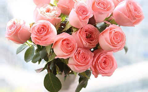 戴安娜月季种植建议