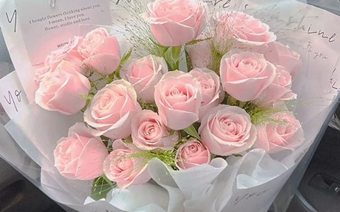 粉雪山和戴安娜月季哪个好