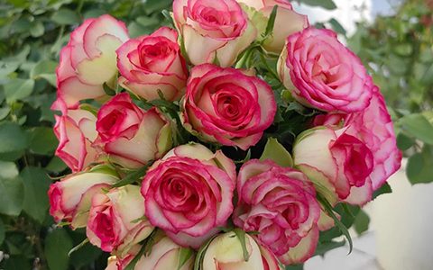 月季艾莎和梦露哪个好养