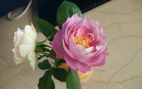 羊脂香水月季的优缺点