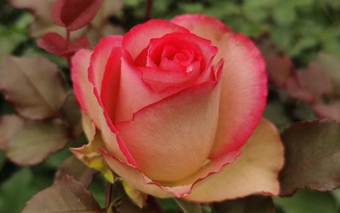 梦露和佛罗里达是一个品种吗