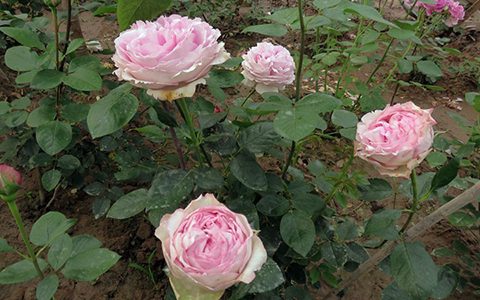 伊芙光月季的优缺点