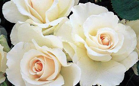 玛格丽特·梅丽尔