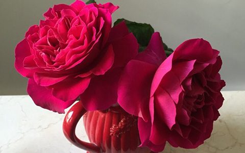 凯特月季在广东的表现怎么样