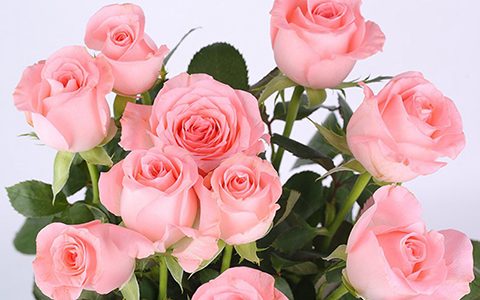 淘汰戴安娜月季的原因