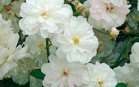 弗朗辛•奥斯汀