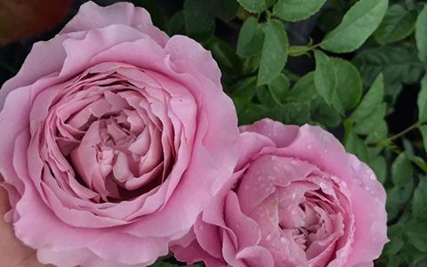 四束月季的优缺点