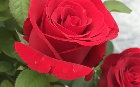 卡罗拉月季在广东表现如何