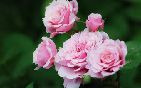 威廉·克里斯蒂