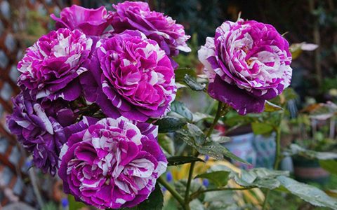 芬芳宝石月季单花能开几天