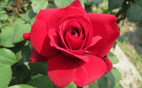 卡罗拉和黑魔术哪个好