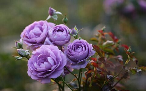 蓝色绒球月季打不开的原因和解决办法