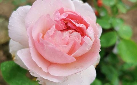 伊芙粉伯爵月季的优缺点