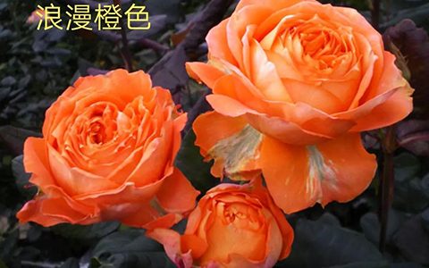 橙色浪漫/浪漫橙色月季的优缺点