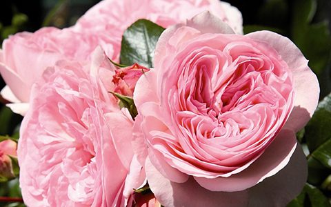 玛丽娅·特蕾莎