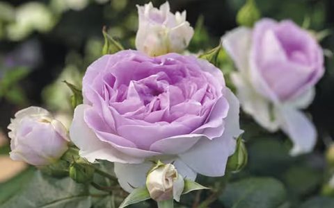 丹陶“蓝宝石”