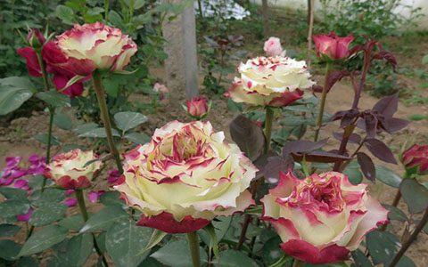 x因素月季的优缺点