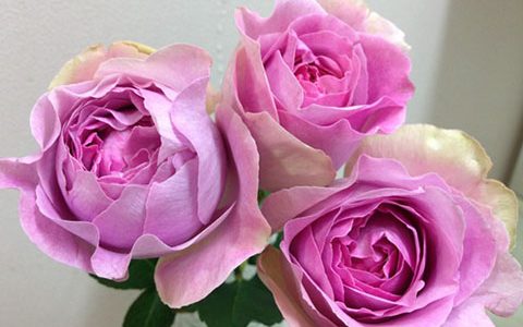 伊芙珍妮・洛里奥