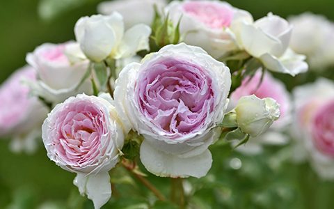 克鲁尔·德拉穆尔