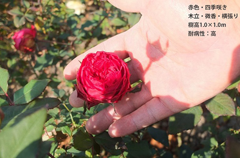 蕾
