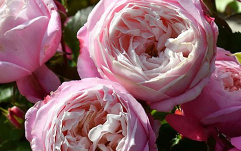 单脚尖旋转芭蕾