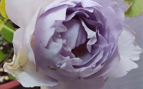 光之天使路西法