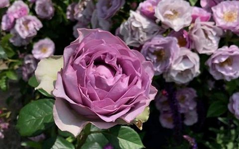 首饰盒月季的优缺点