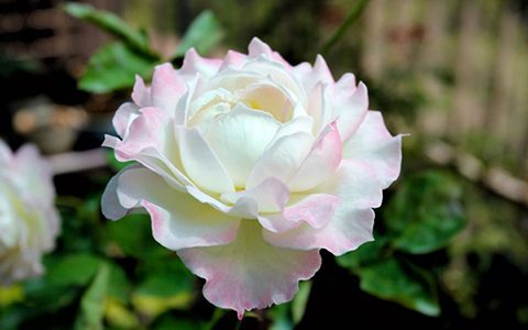 六翼天使月季一年开几次花