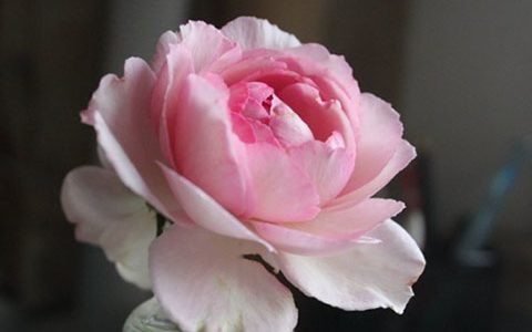 伊芙繁华都市月季的优缺点