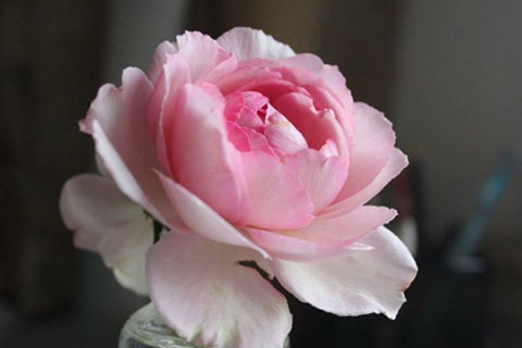 伊芙繁华都市月季的优缺点