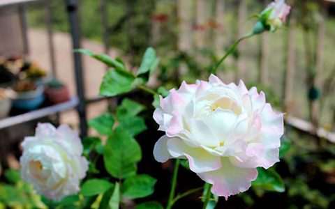 六翼天使月季是藤本还是灌木