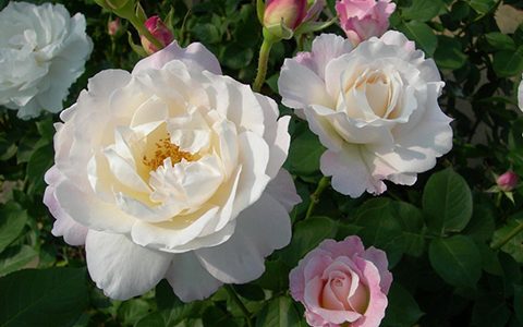 天宫公主的优缺点