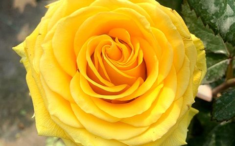 苏格兰黄油和贝壳月季的区别