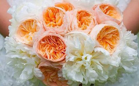 朱丽叶月季是藤本还是灌木