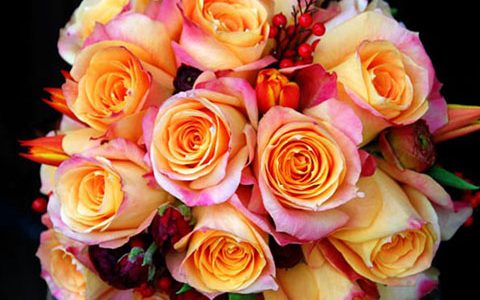 樱桃白兰地月季优缺点