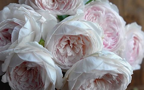 伊芙心愿月季优缺点