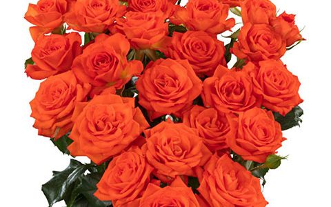 荷兰“费里尼”