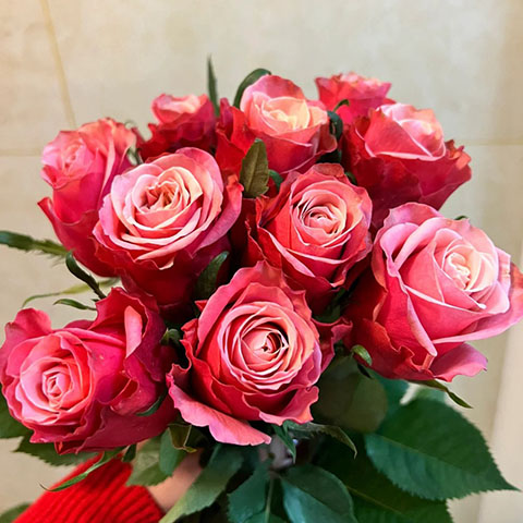 闺蜜（切花）