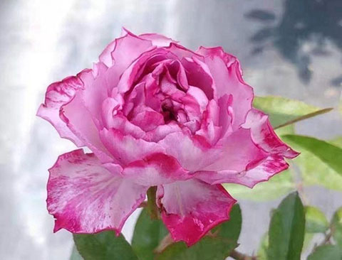 樱花飘