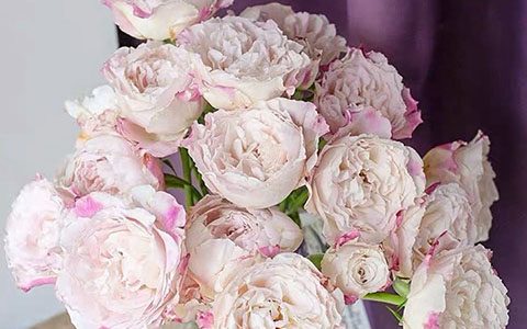 苏萨月季和x因素月季的区别