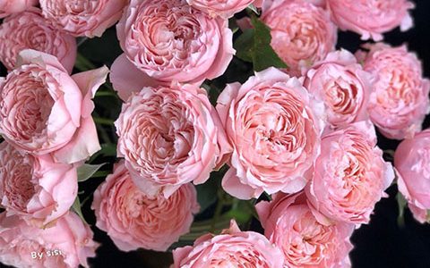 朱丽叶塔是什么花