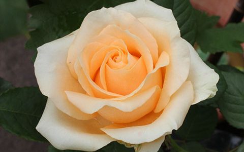 蜜桃雪山月季好不好养