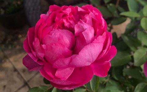 伊芙胭脂香水怕晒吗