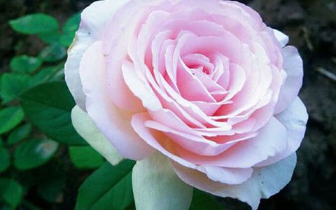 蒙娜丽莎月季最大缺点