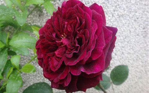 皇宫好还是黑伍德好