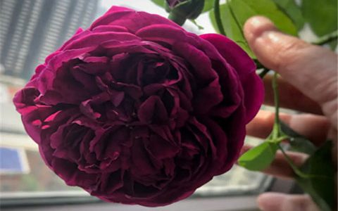 皇宫月季耐热耐晒吗